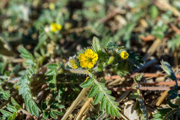 Bulgarian Tribulus je nejsilnější stimulant, který se postará o zvýšení testosteronu